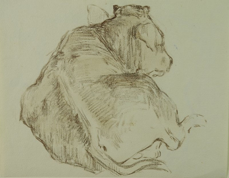 1901-1903 ca. - Bue di schiena